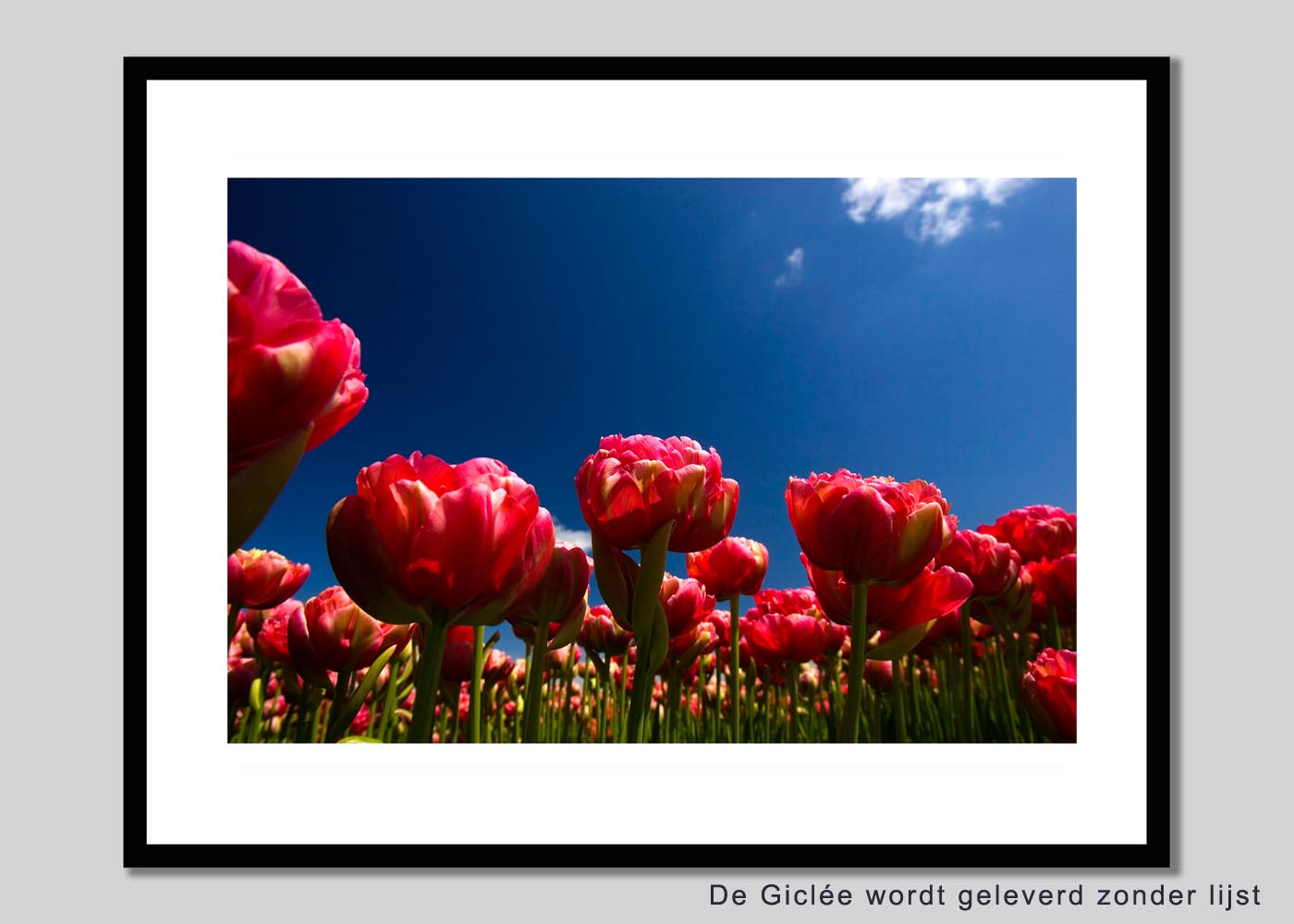 Tulpen 2